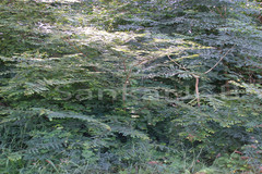 Phyllanthus polyphyllus